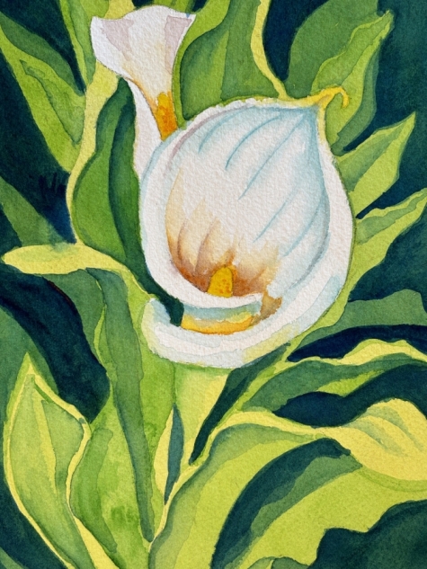 Calla Lily