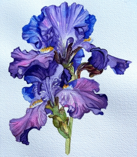 Purple Iris
