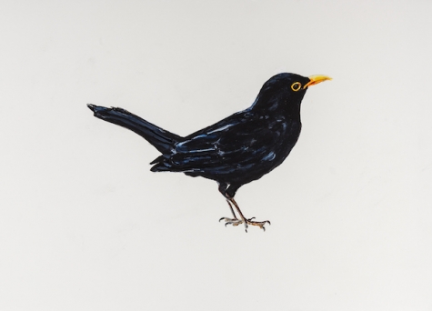 Blackird