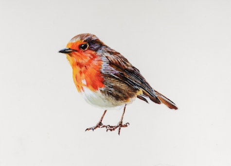 Robin