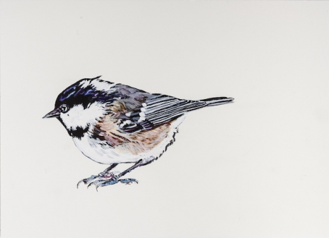 Coal Tit