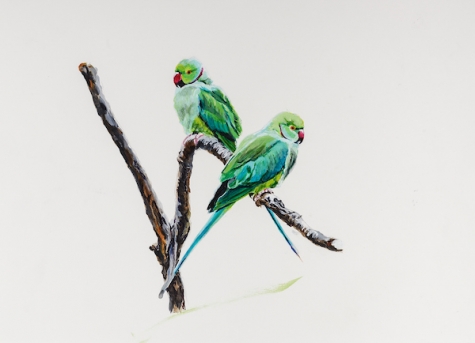 Rose-ringed Parakeets