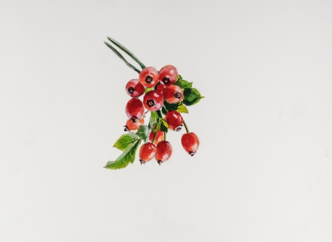 Rosehips